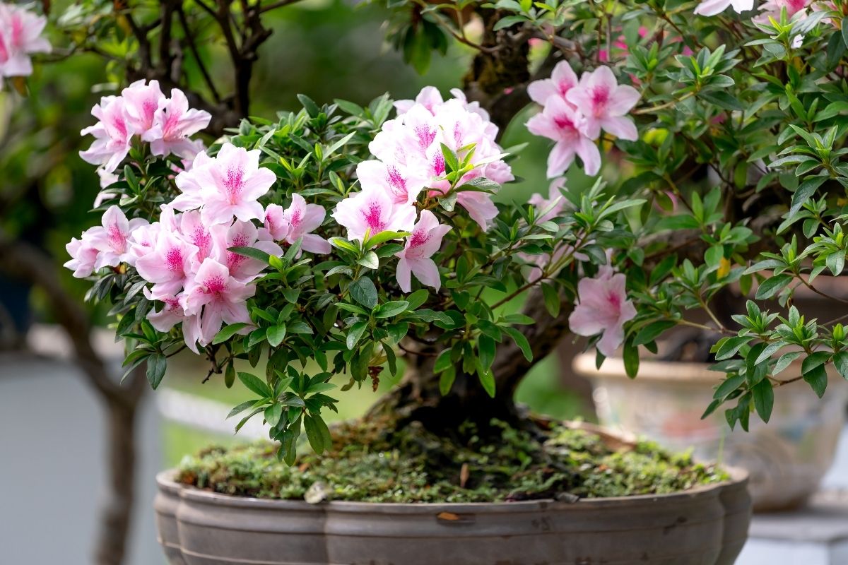 Fiori stabilizzati e bonsai giapponesi